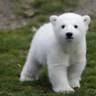White Bear