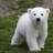 White Bear