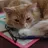 drdinkthecat